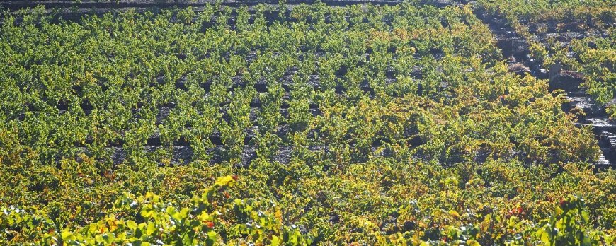 Vignoble Banyuls